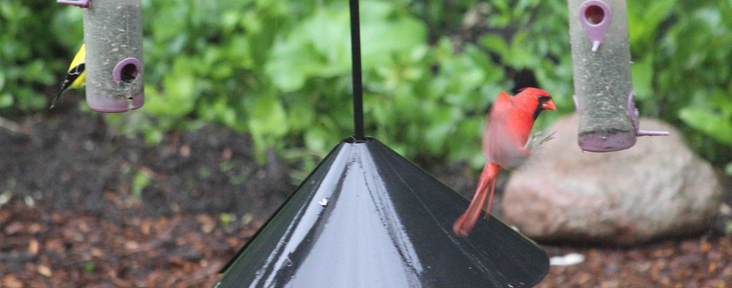 birdfeeders in the rain