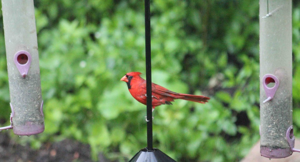 cardinal