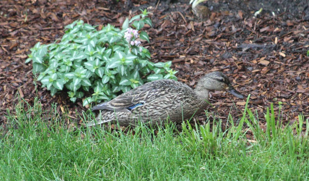 duck