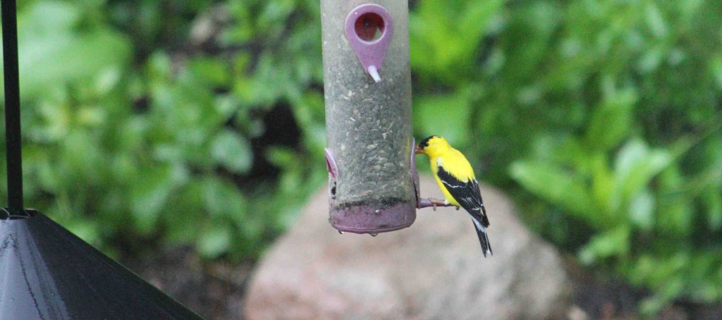goldfinch