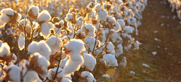 It's Time to Get Real About Organic Cotton